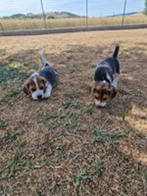   Chiots beagles  