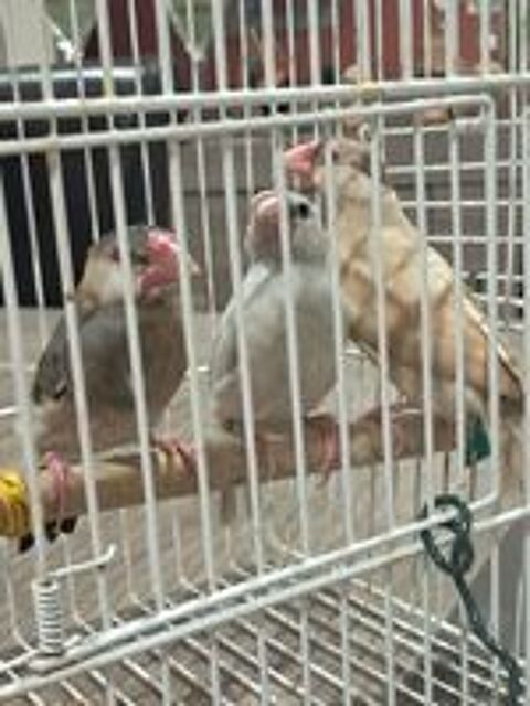     oiseaux 