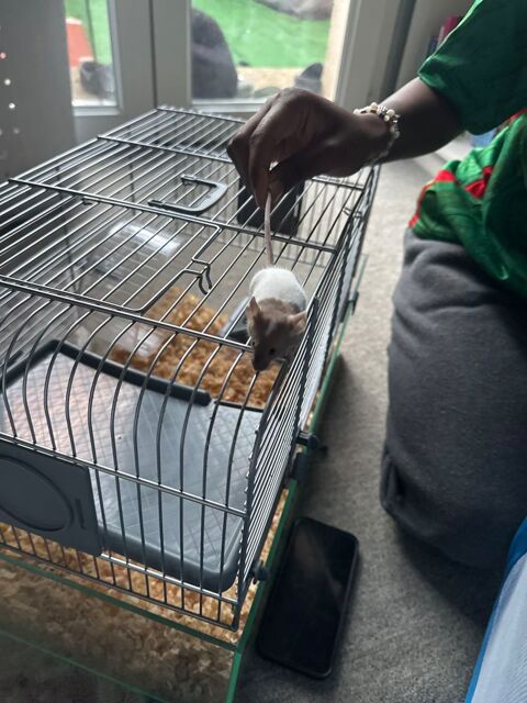 3 petites souris &agrave; donner plus la cage et la nourriture 0 91100 Corbeil-essonnes