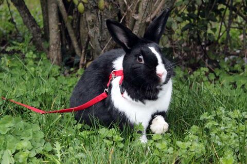 KOOKAÏ, belle lapine noire et blanche à l'adoption 44522 Mésanger