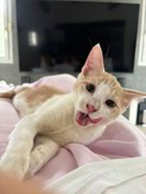   A adopter - adorable chaton roux 