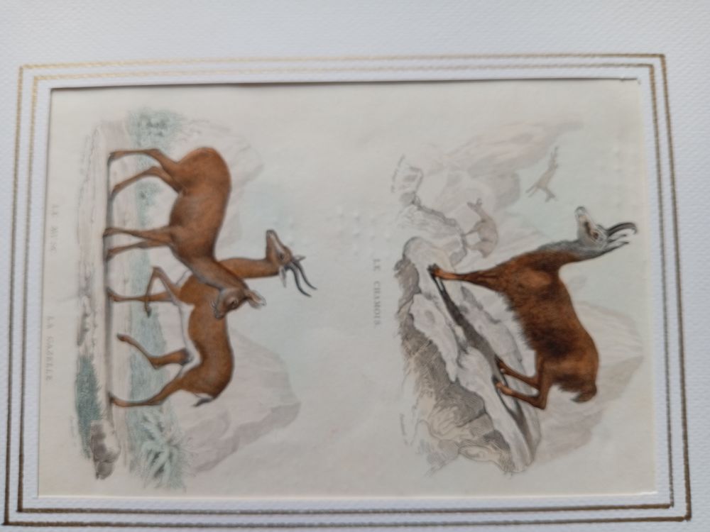  MAMMIFERES 52 GRAVURES ORIGINALES DE BUFFON DE 1839
