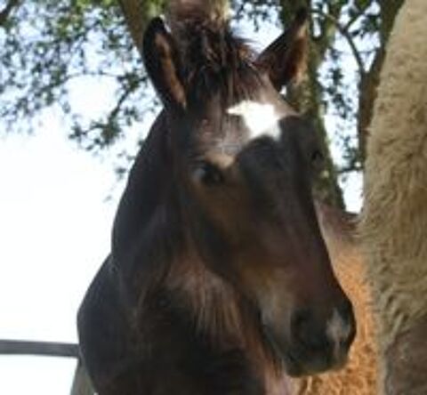   Incroyable poulain gypsy/irish cob !! 