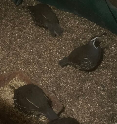 Colins de californie m&acirc;le 20 19140 Uzerche