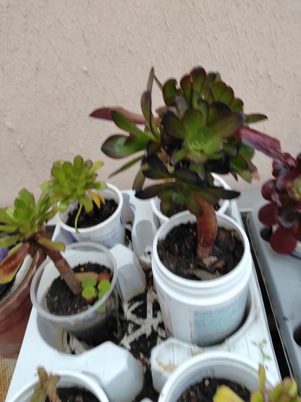 POTS DE FLEURS A GOGO &agrave; partir de 3€ pi&egrave;ce le pot 
et plante Jardin