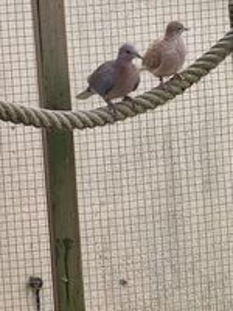   tourterelles maillée ( senegalensis) 