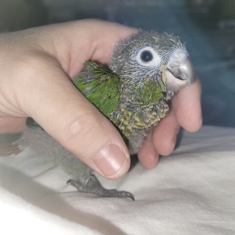 Conure Molina.
200 91200 Athis-mons