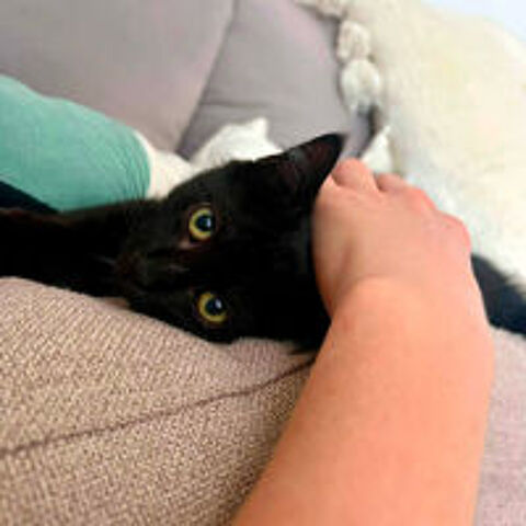   BAGHEERA 
