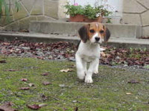   chiot beagle tricolore 