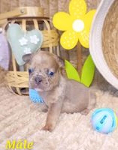   A r�serv� 6 chiots bouledogue fran�ais exotique fluffy  