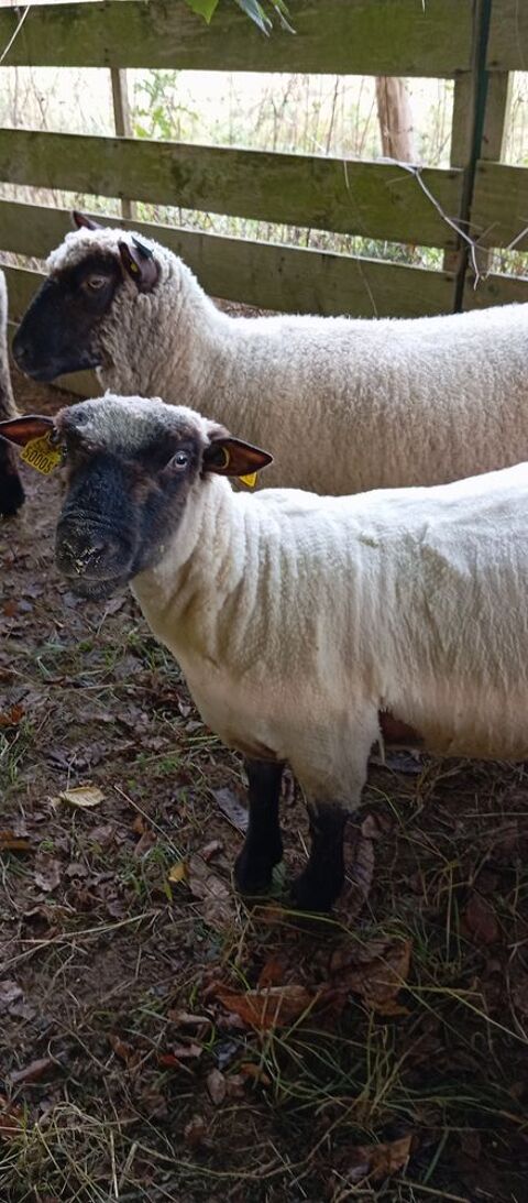 Bélier stropshire 240 53810 Chang