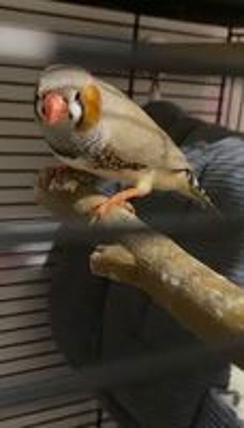   Oiseaux Diamant mandarin  