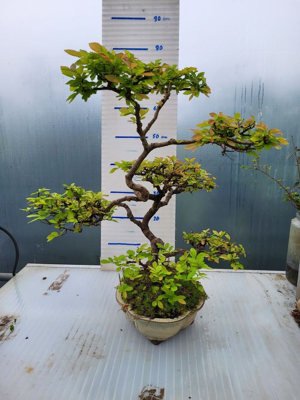 Bonsa&iuml; Ormes de chine Jardin