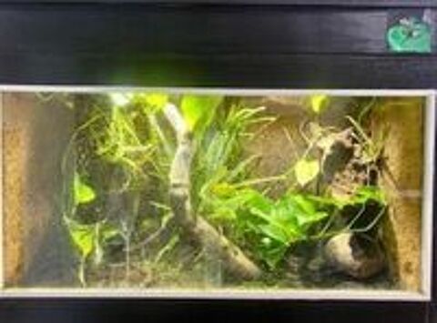  4 dendrobates auratus colombian yellow et terrarium 