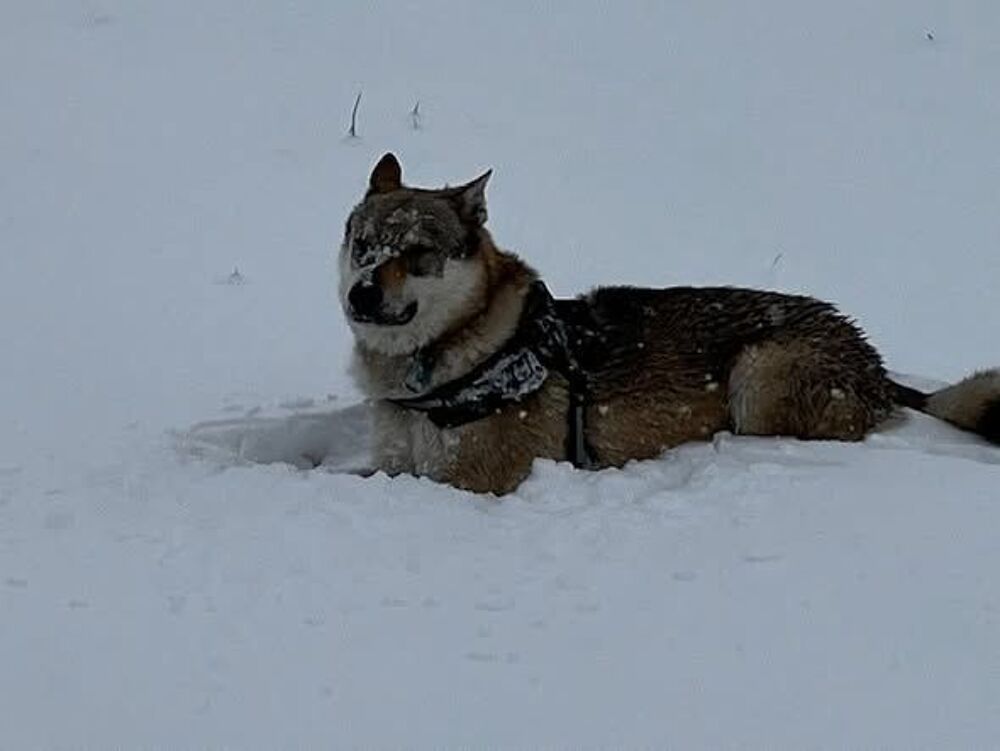   Chien OLVEN à l adoption 