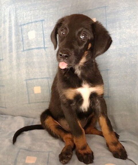 Lucie, 2,5 mois, est à l'adoption! 0 34000 Montpellier