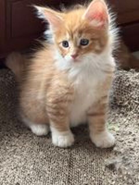   Magnifiques baby's Maine Coon 