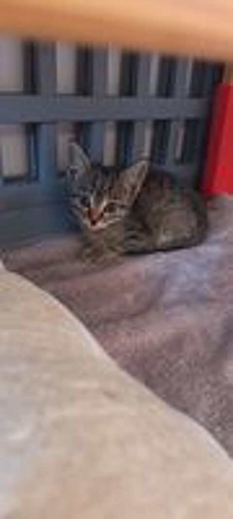   Chat PABLO à l adoption 