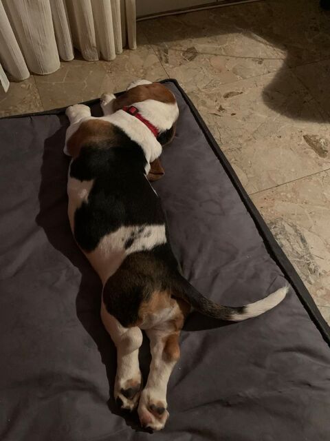 saillie 0 20260 Calvi