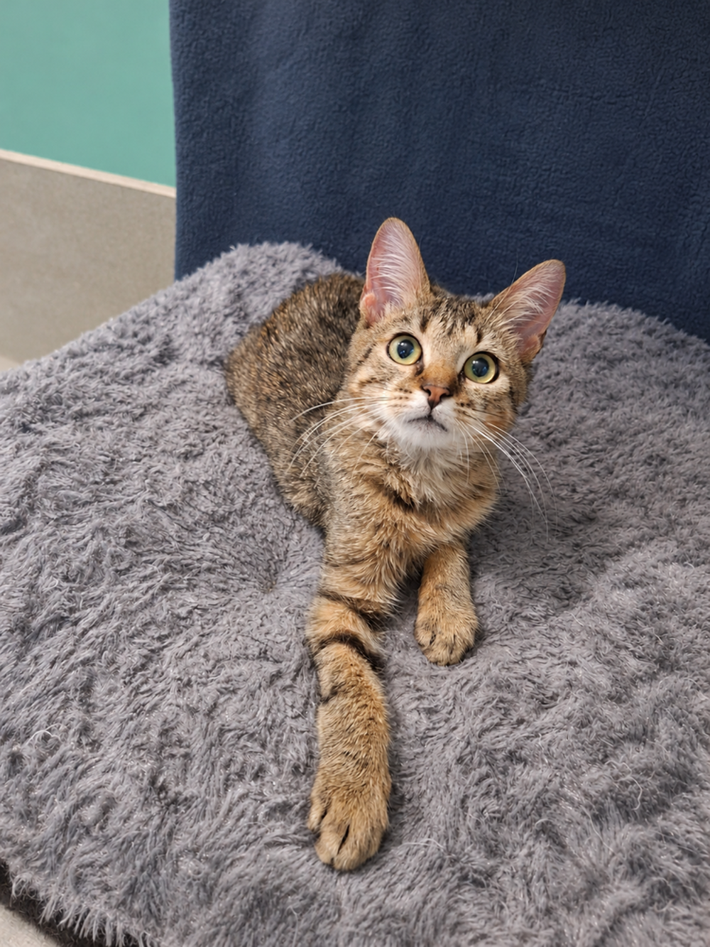   Lynx, merveilleux petit félin 