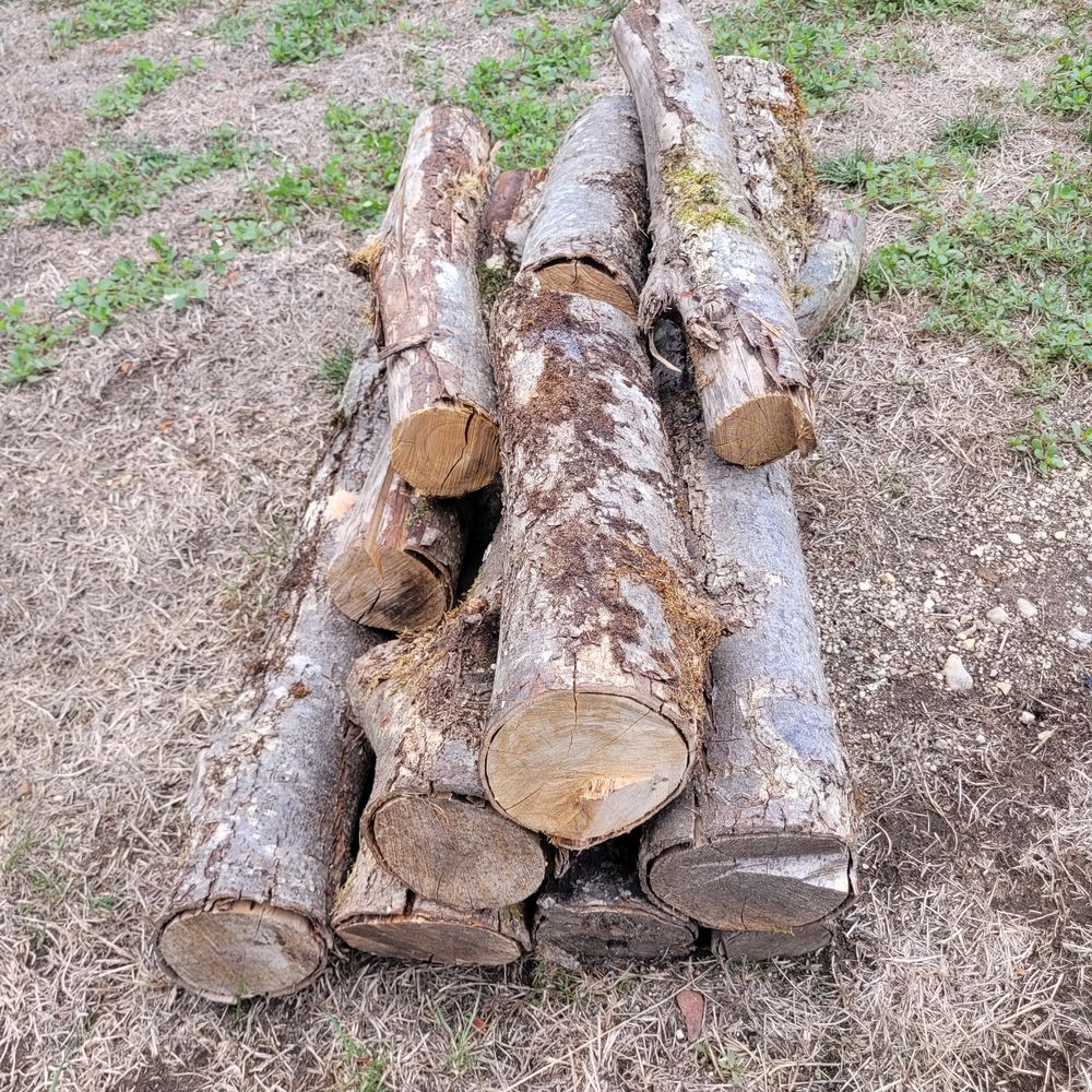 BUIS / BAMBOUS / NOYER Bricolage