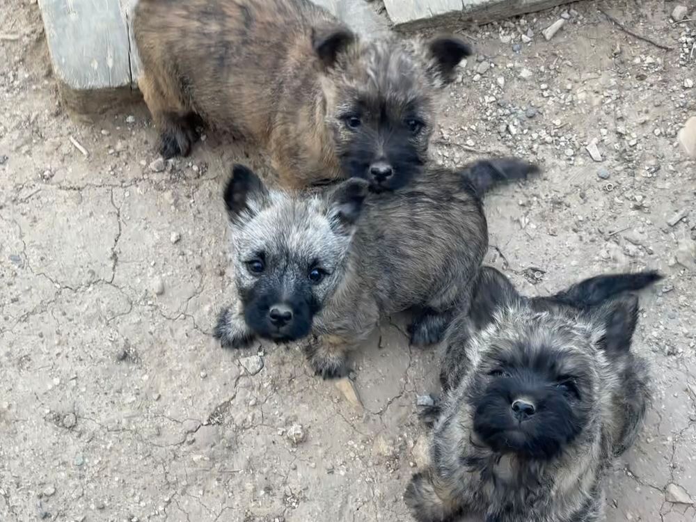   Chiots Cairn Terrier 