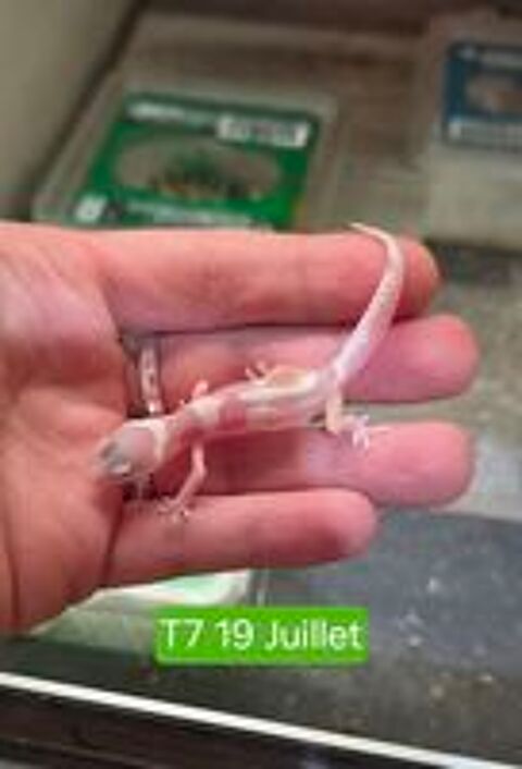   Gecko Léopard juvéniles 