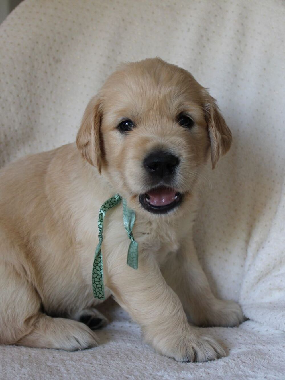   Magnifiques Golden Retrievers LOF 