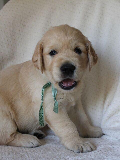 Magnifiques Golden Retrievers LOF 1300 12100 Millau