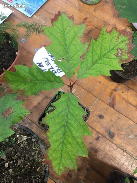 Ch�ne Rouge d'Am�rique (Quercus rubra) 10 Suzannecourt (52)