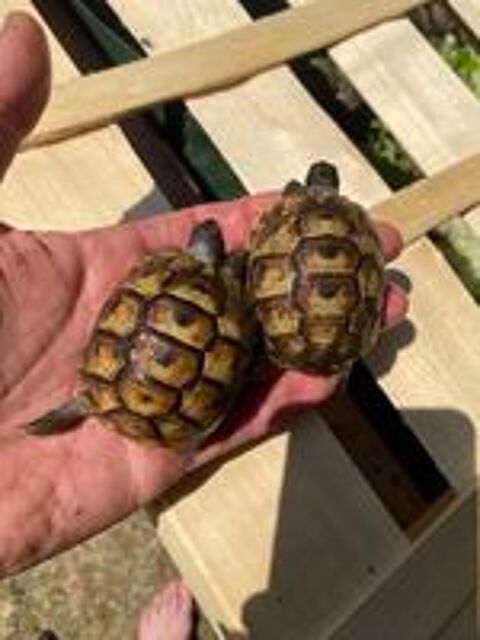   Tortues juvéniles  