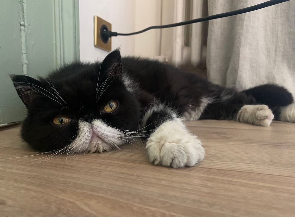   Donne adorable exotic shorthair LOOF  