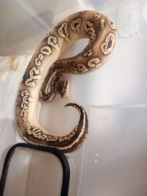 Jeunes femelle python 120 91310 Linas