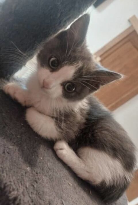 Amour chaton gris et blanc 2 mois chercvhe adoptants serieux 130 11000 Carcassonne