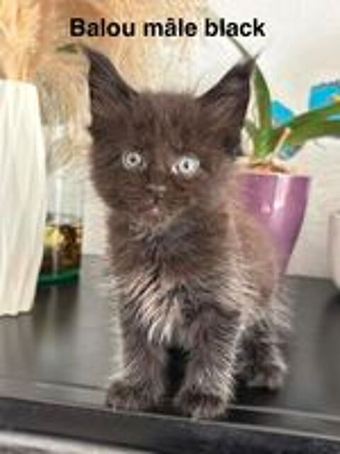   Chatons Maine coon mâles et femelle LOOF  