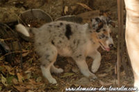   Magnifique chiot mâle BORDER COLLIE non LOF 