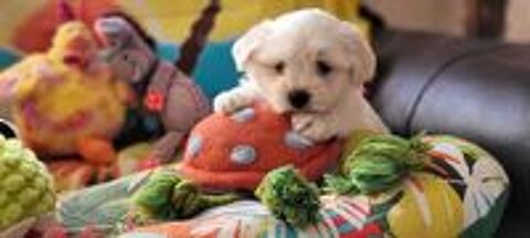   CHIOT BICHON MALTAIS (mâle) 