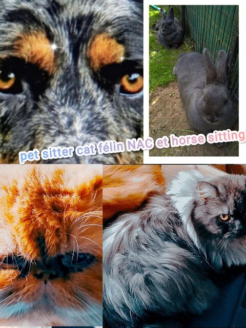 Pet sitter cat sitter horse sitting et NAC 0 22400 Lamballe