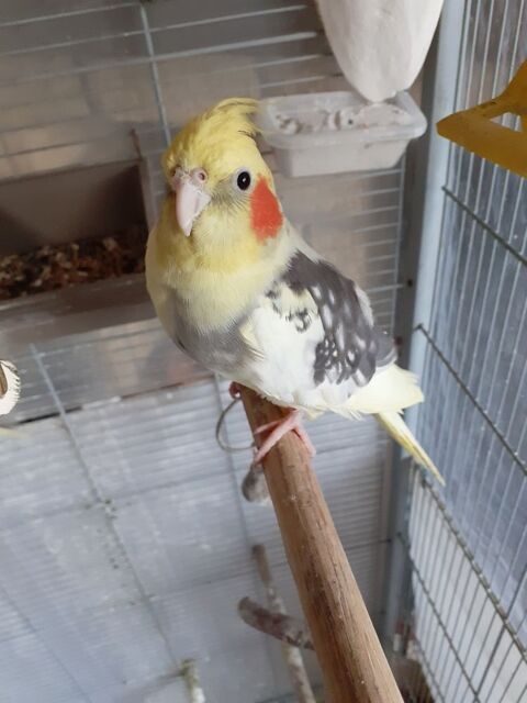 Calopsitte male contre couple de canaris. 25 25350 Mandeure