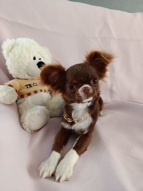 Femelle chihuahua 1200 38270 Beaurepaire