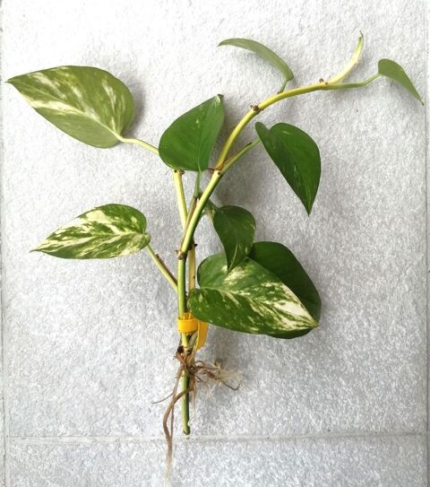 Pousses de plante, lierre d'int�rieur Philodendron 3 Puteaux (92)