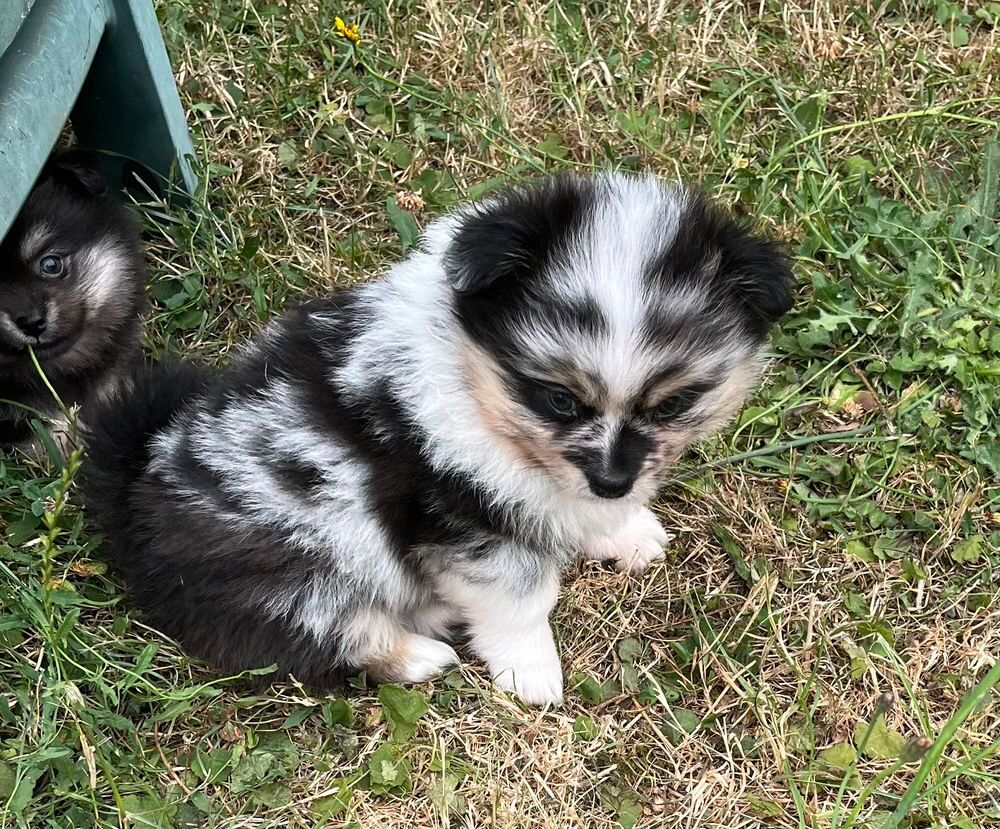   Superbes chiots Pomchi 