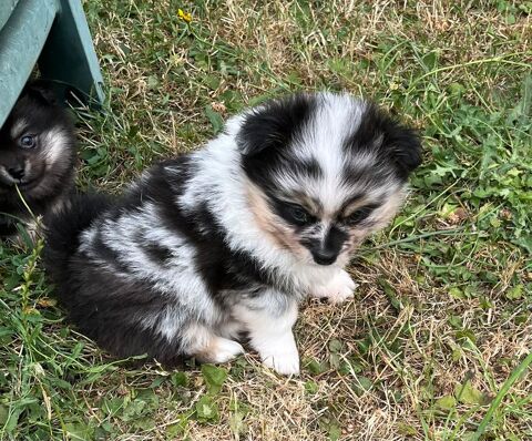Superbes chiots Pomchi 1200 02100 Fayet