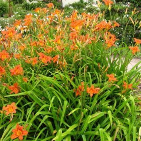 Besoin d'aide au jardin? 0 95820 Bruyres-sur-oise