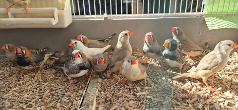 Mandarins 5 29860 Bourg-blanc