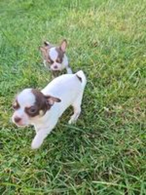   ? Nos 2 adorables petits mâles et 1 petite femelle t
oujours 