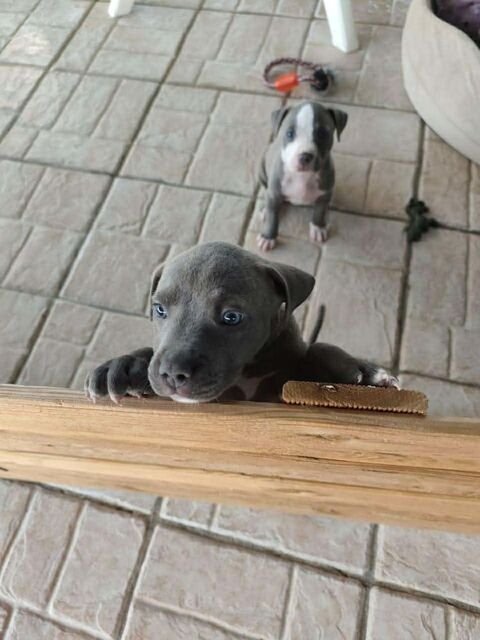 MISS MAGGIE 300 22000 Saint-brieuc