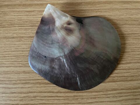 Coquillage 10 Houdemont (54)