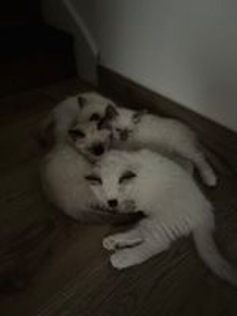   Chatons Sacré de Birmanie  LOOF 