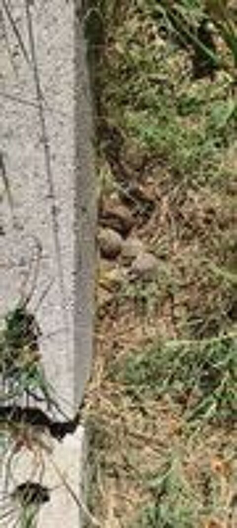   Tortues juv�niles de 2025 / Possibilit� d'en avoir + ag�es 